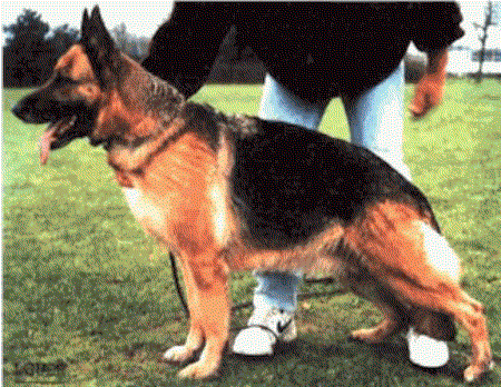 Jacky van Dan Alhedy's Hoeve | German Shepherd Dog 