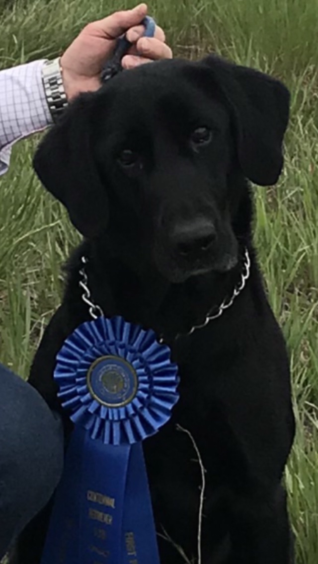 Third Creek's Helen Wheels | Black Labrador Retriver