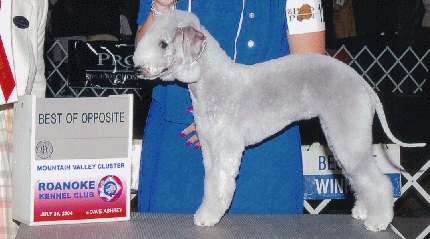 Chelsea's Blue Gypsy Dancer | Bedlington Terrier 