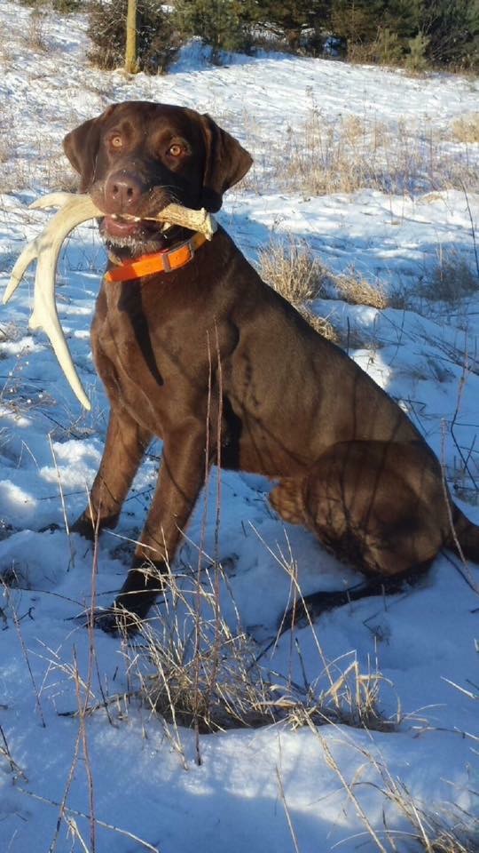 GRCHSD  Blue Clay's Blue Chip CGC | Chocolate Labrador Retriver