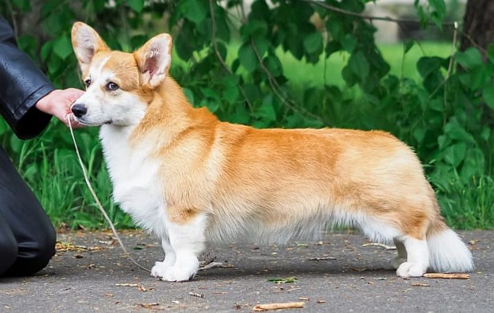 MISTYCOR ONE IN A MILION | Pembroke Welsh Corgi 