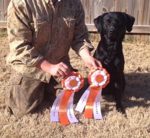 HRCH The Teal Duke Of Tudorcourt SH | Black Labrador Retriver