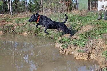 Tudorcourt Twigs Shadow | Black Labrador Retriver