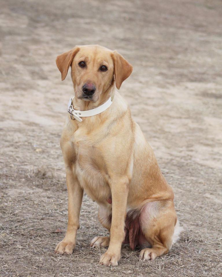 Beck's Really Sterling Lexus "Lexi" | Yellow Labrador Retriver