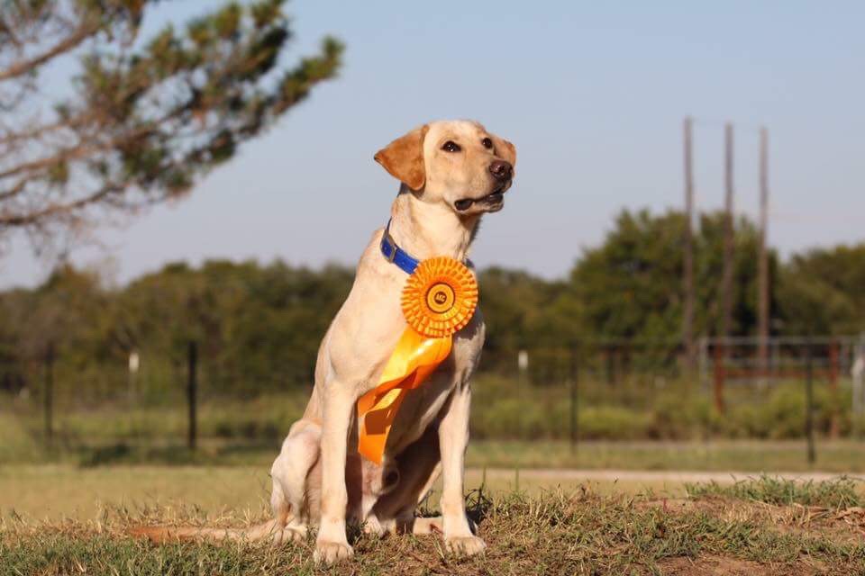 Dark Timber Captain my Captain SH MHU | Yellow Labrador Retriver