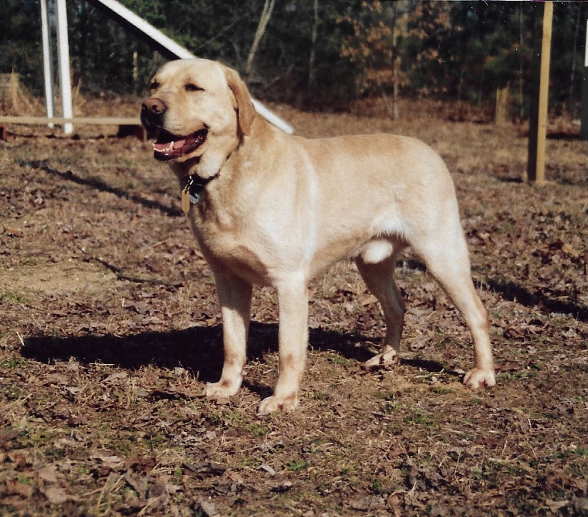 Chilbrook Country Squire | Yellow Labrador Retriver