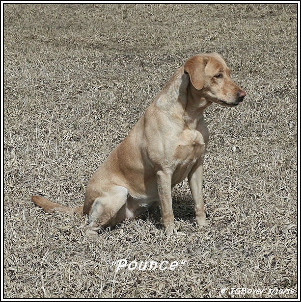 HR Kwicklabs Fountain Of Youth SH | Yellow Labrador Retriver