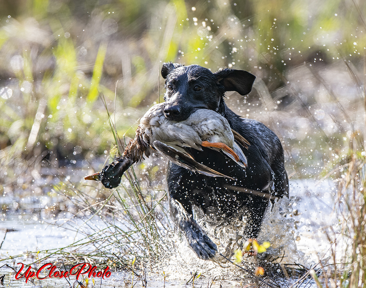 HRCH Big Trax Queen Of Spades MH | Black Labrador Retriver