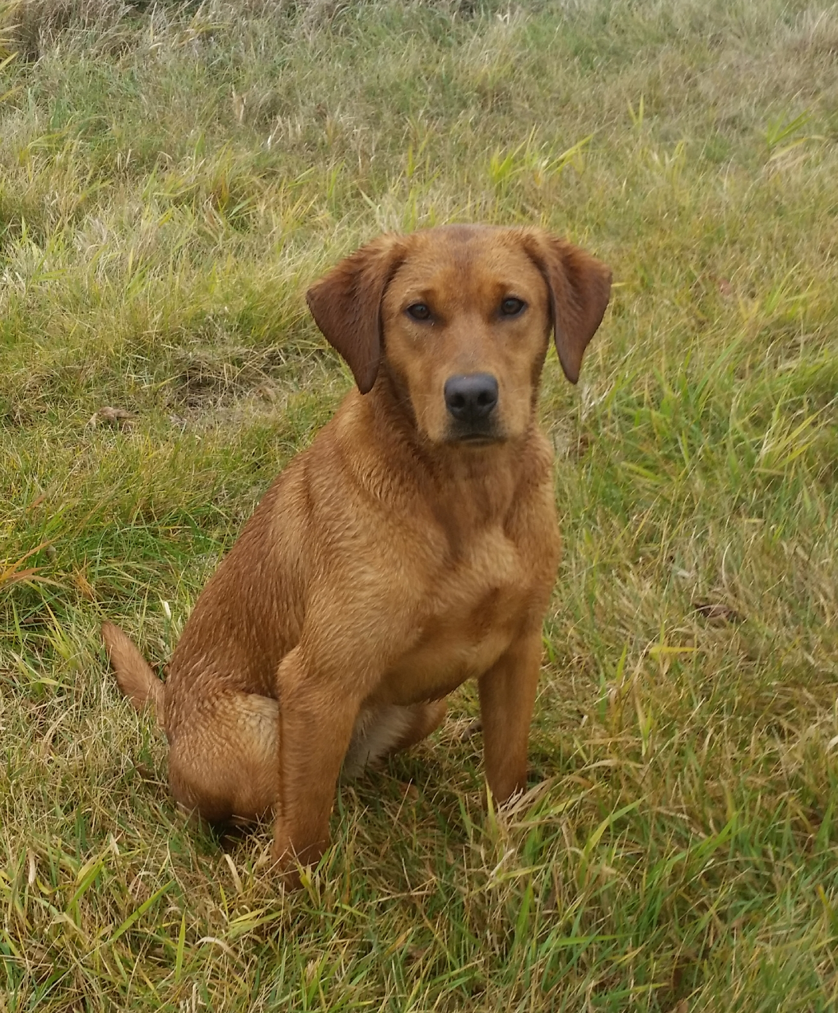 Gaffkes Red Hot Running Brook QAA | Yellow Labrador Retriver