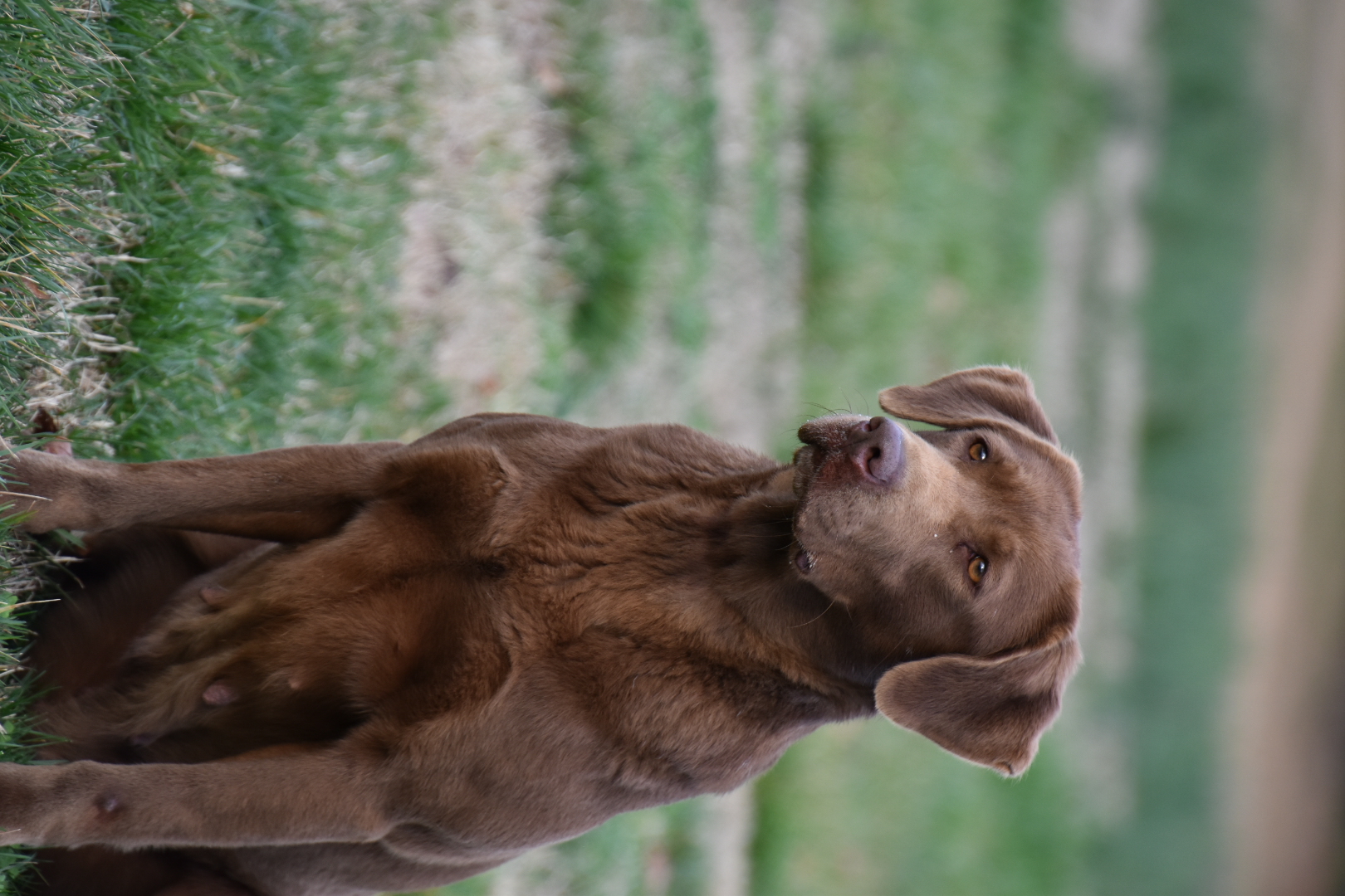 HRCH Sagecreek's Don't Let Me Down CGC | Chocolate Labrador Retriver