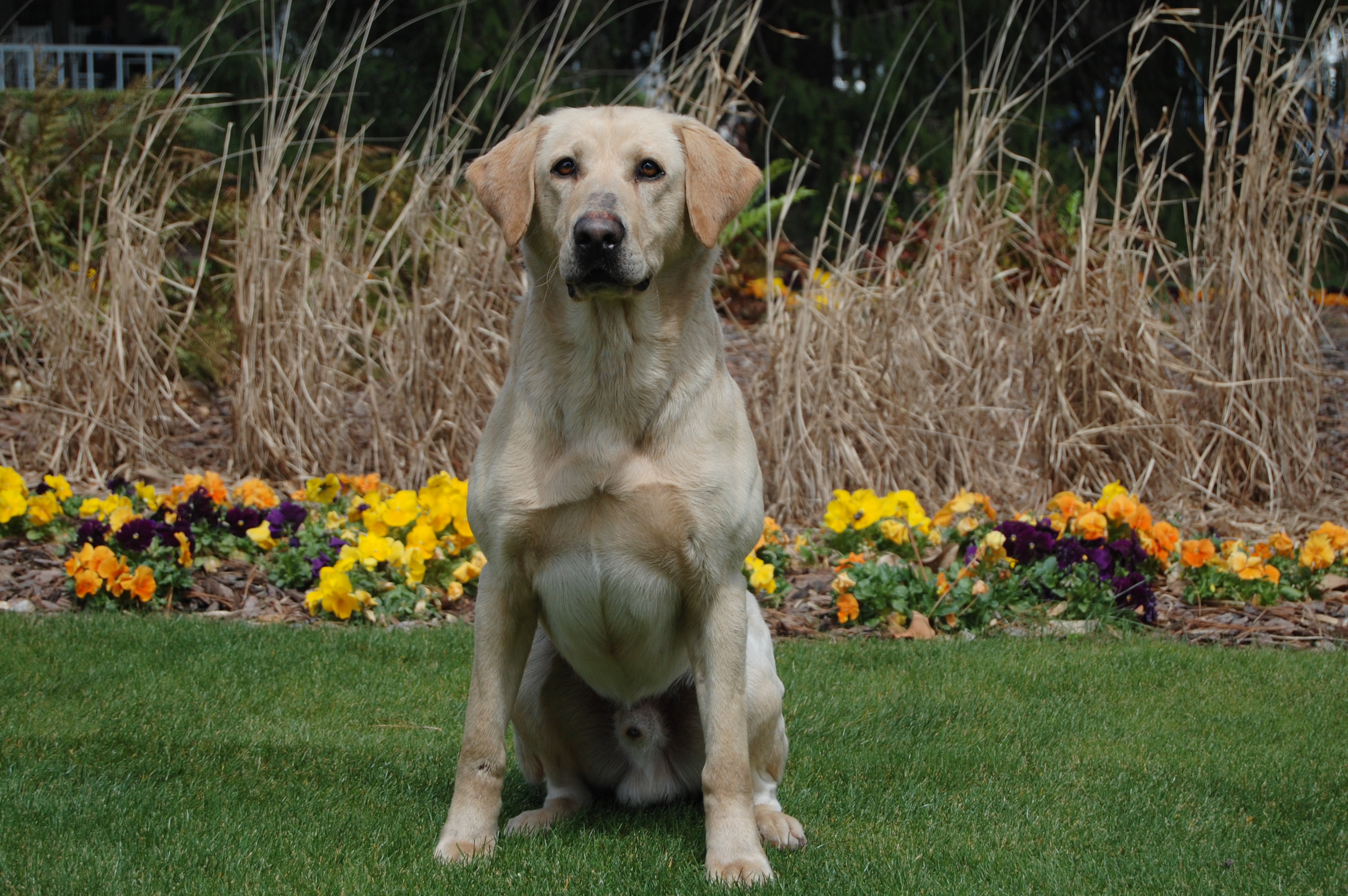 Vermillion River Dewey's Carolina MH | Yellow Labrador Retriver