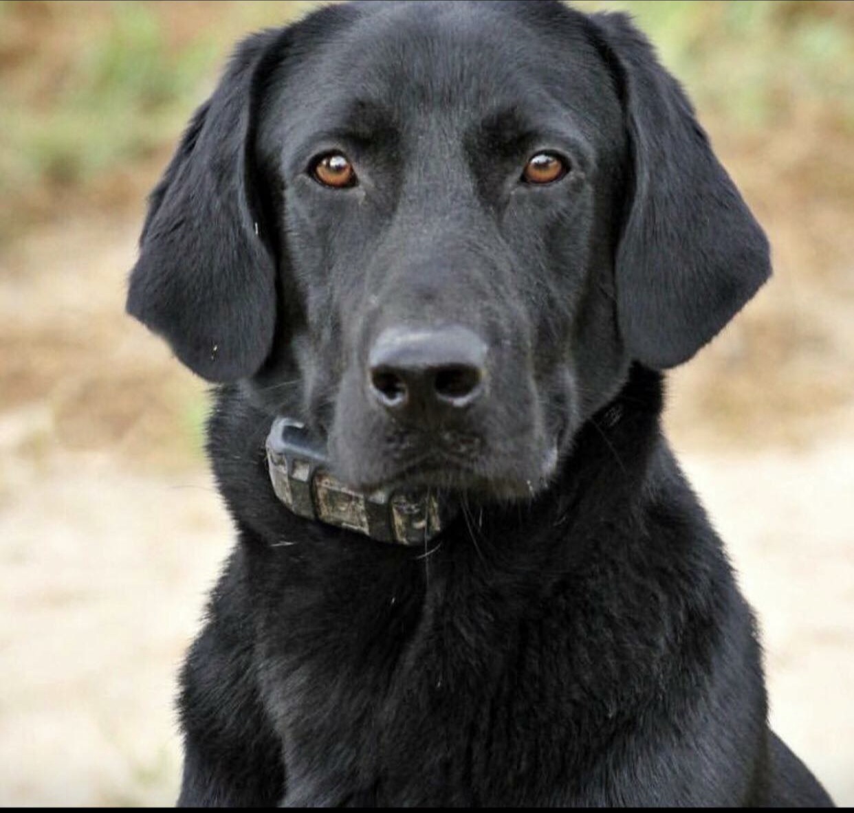 Crumpler's Fishing With Dynamite JH | Black Labrador Retriver