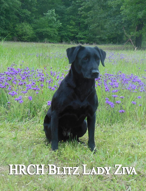 HRCH Blitzs Lady Ziva JH | Black Labrador Retriver