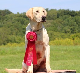 Backwater's Alazan QA2 | Yellow Labrador Retriver