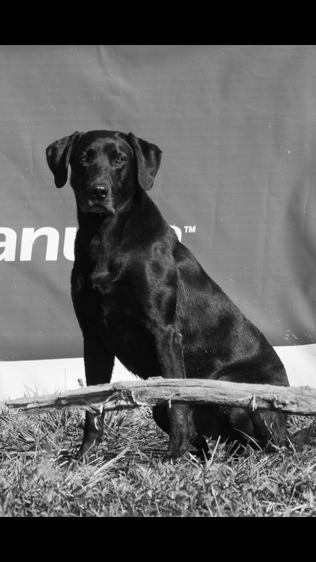 SRSACC SRSAC HRCH Sweetbriar's Smokin' Joe MH QAA | Black Labrador Retriver