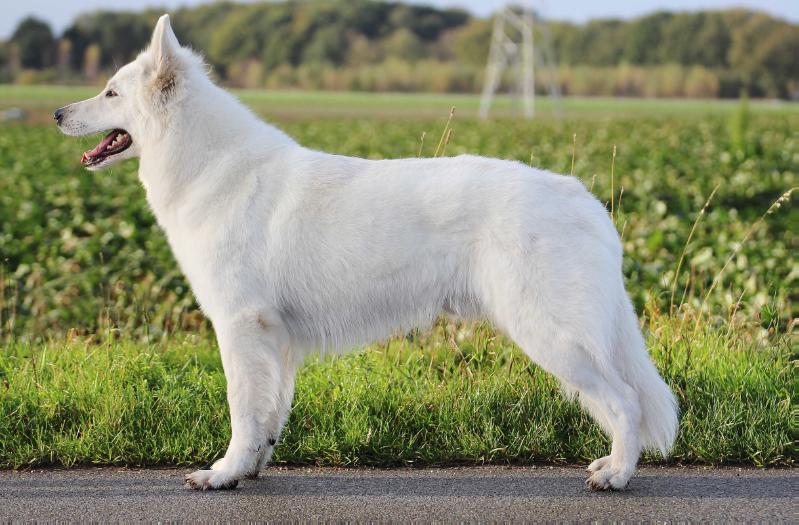 Cartago of Shadasa | White Swiss Shepherd Dog 