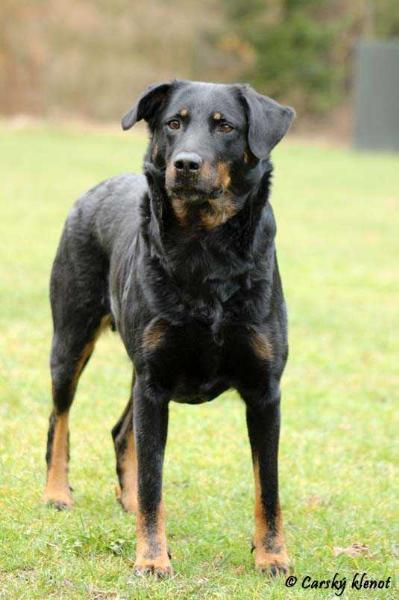 Bellissimé z Dorky | Beauceron 