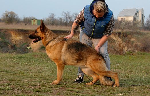 Frau Fleur Armaja | German Shepherd Dog 