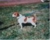 Dubbsville Bud | Jack Russell Terrier 