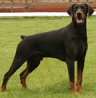 Judifax Rico | Black Doberman Pinscher