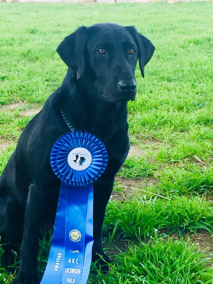 FC-AFC Bayou-Star Royal Baby | Black Labrador Retriver