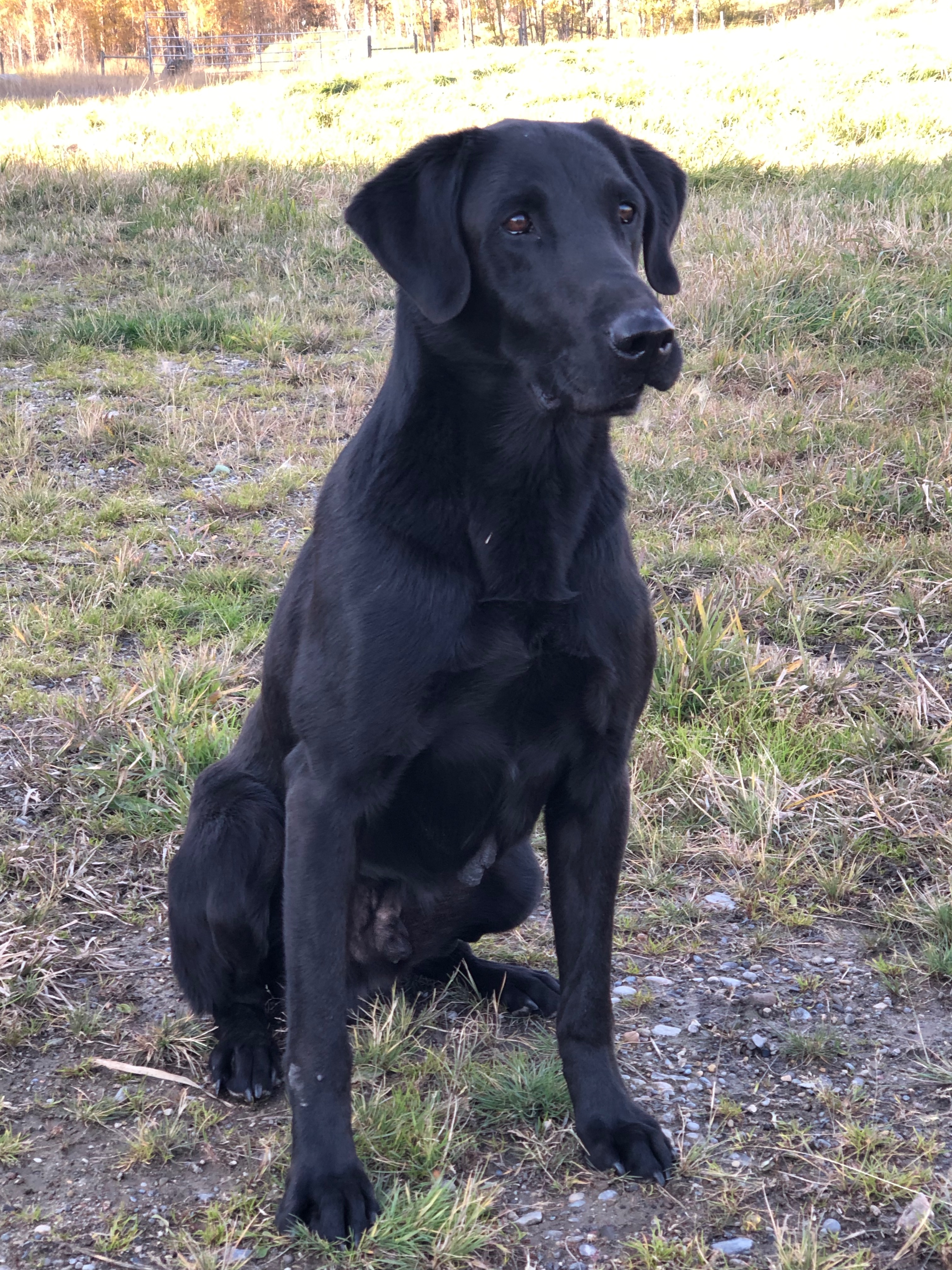 FTCH AFTCH Biggun's Noble Elwood | Black Labrador Retriver