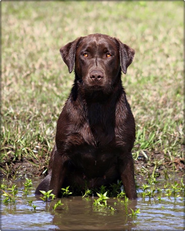 SBR Mochas Double Shot Latte CGC | Chocolate Labrador Retriver