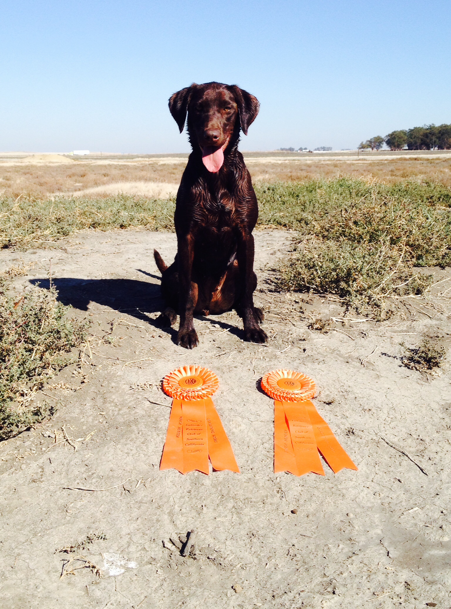 Hui Nalu's Royal Flush With A Joker MH QAA | Chocolate Labrador Retriver