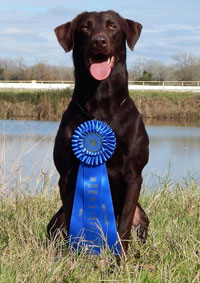 Frankel's Perfect Line Thunder QA2 NDL 15 | Chocolate Labrador Retriver