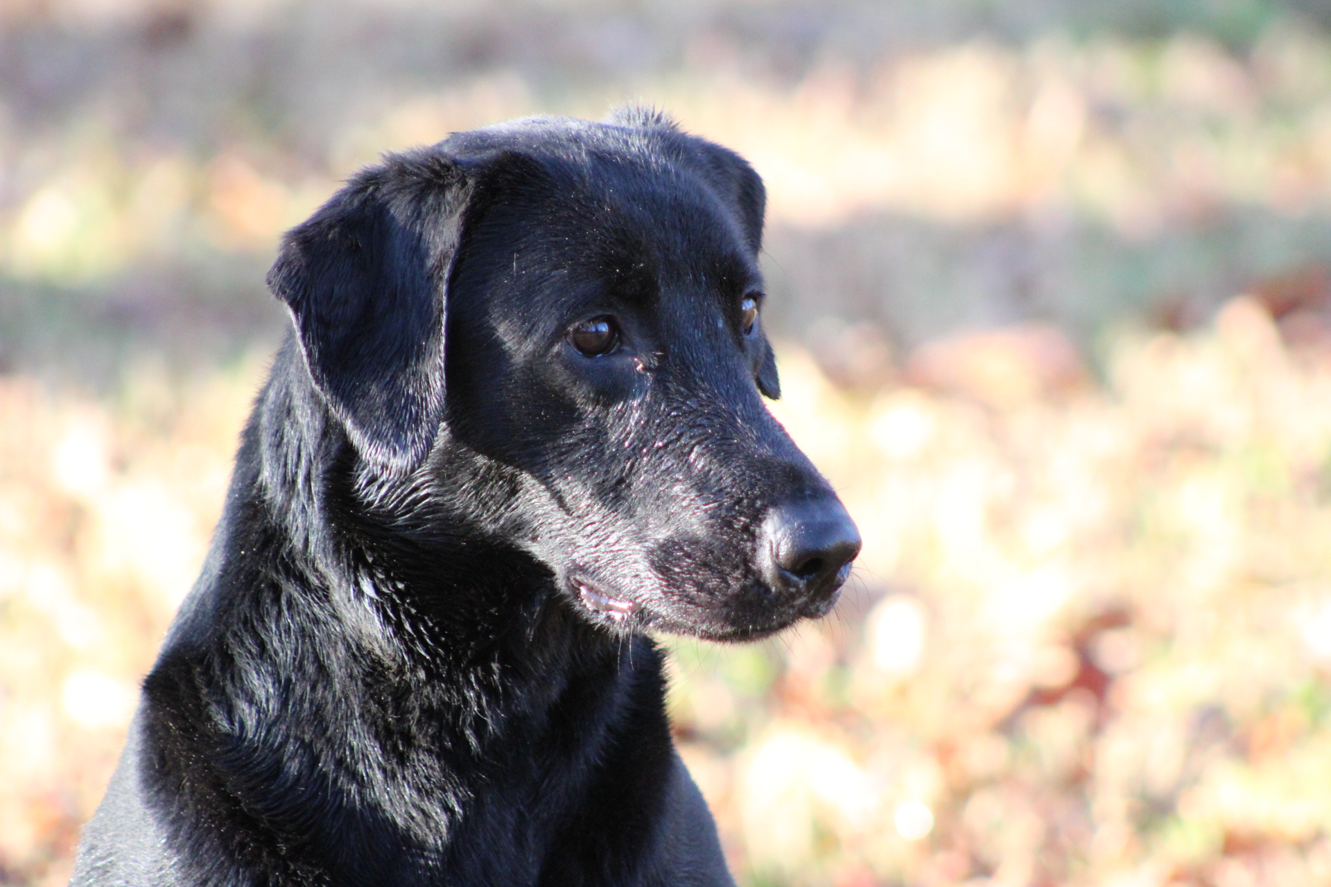 Woodstream's Fowl Mouth Maggie JH | Black Labrador Retriver