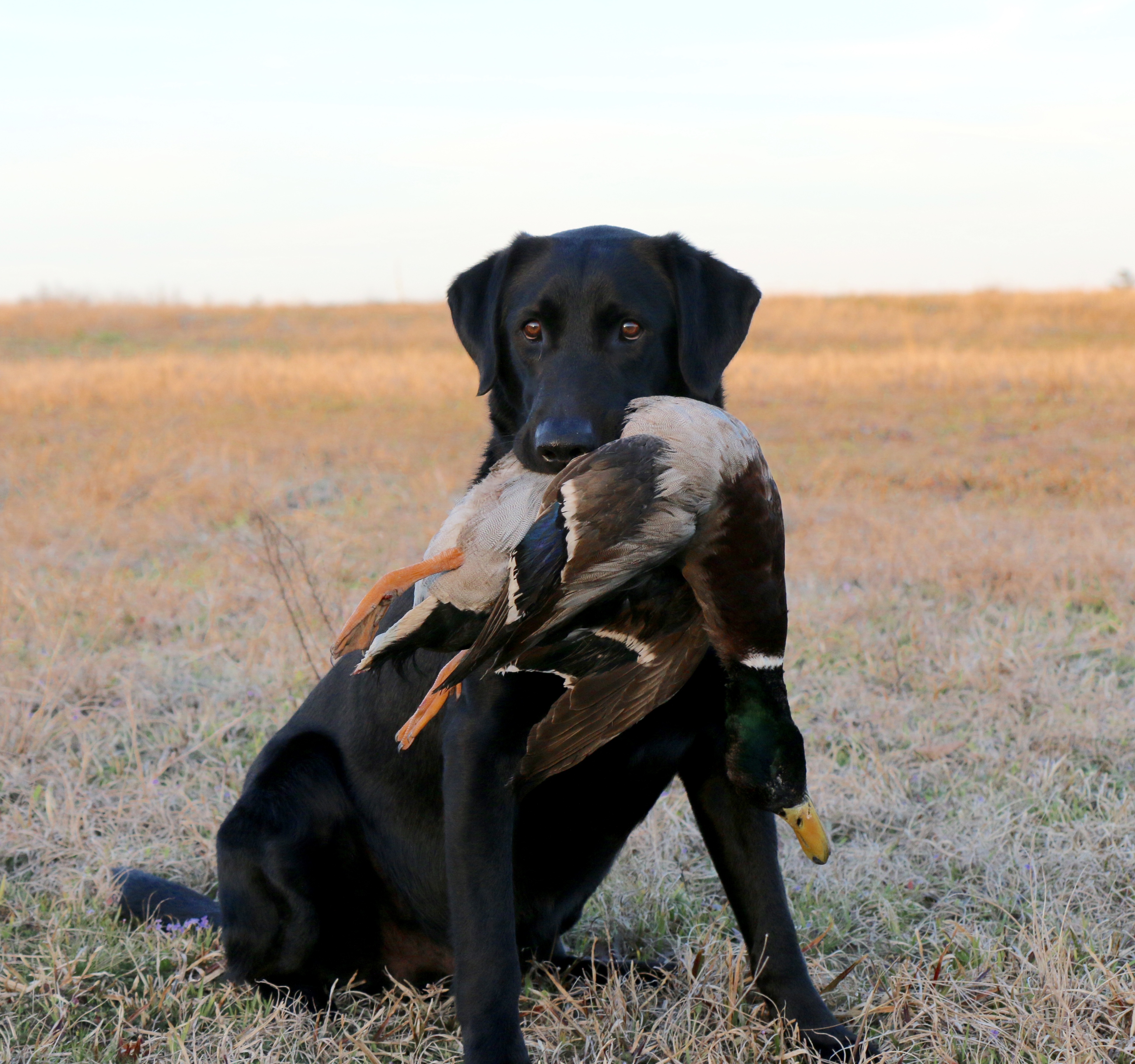 Baypoint's Pretty Boy Floyd QAA | Black Labrador Retriver