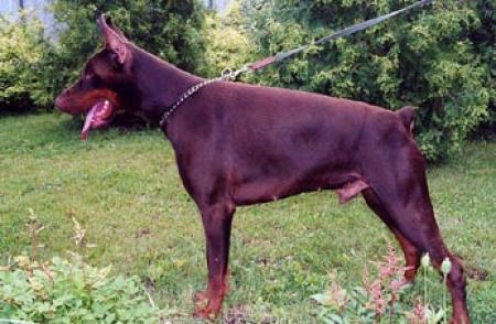 Escobar Casa di Oz | Brown Doberman Pinscher