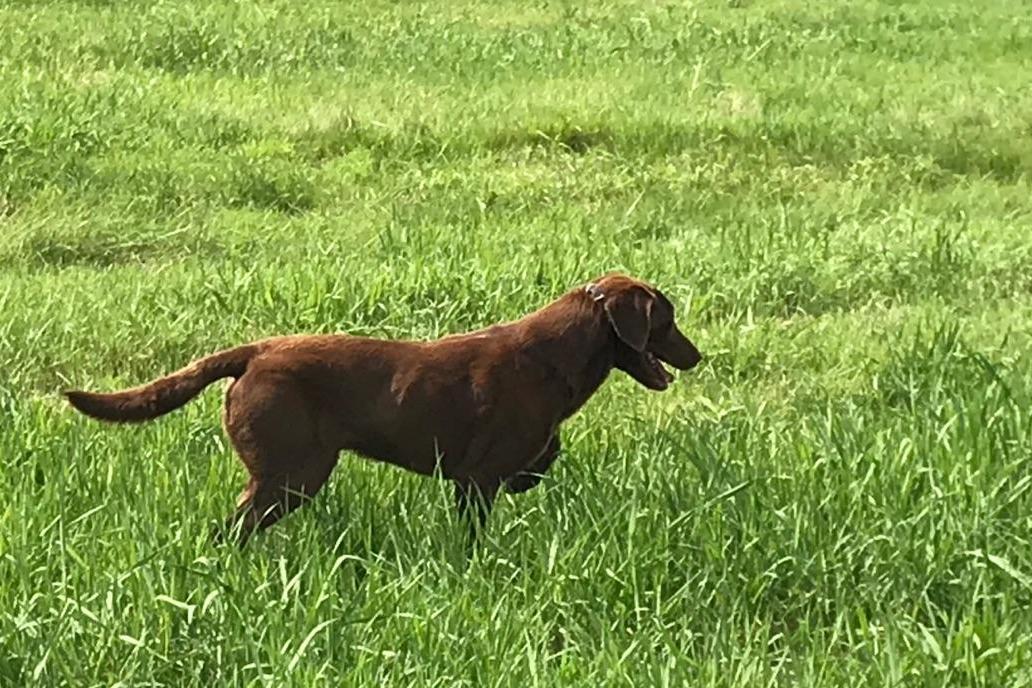 4XGMPR OGF Woodrow MH QA2 | Chocolate Labrador Retriver