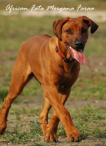 African Fata Morgana Faraa | Rhodesian Ridgeback 