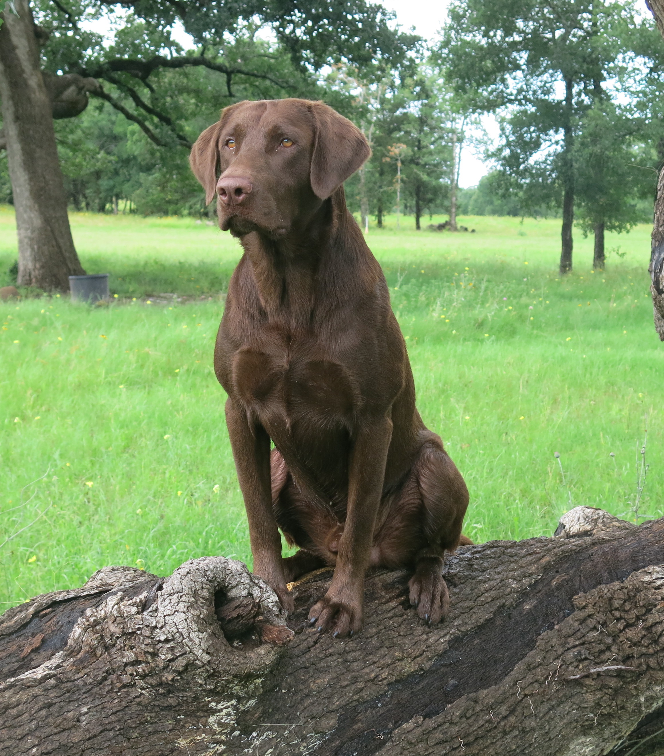 Watermark's Flying Cloud MH | Chocolate Labrador Retriver