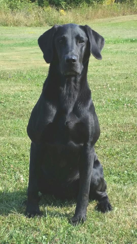 HRCH Kingseeds Amazing Grace MH | Black Labrador Retriver