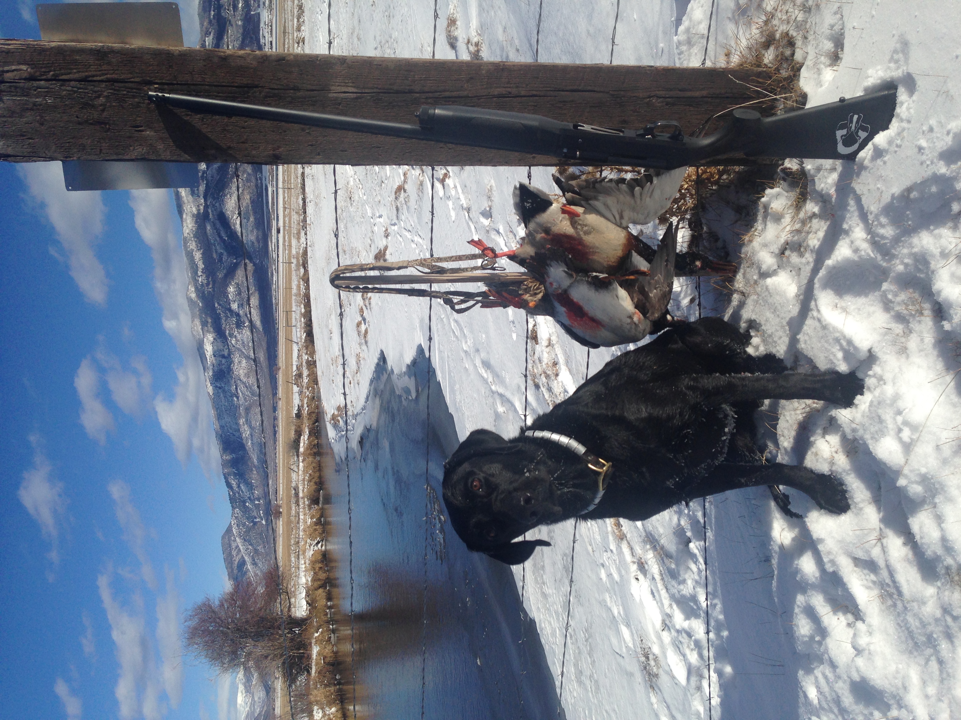 Lone Peak's Waylon Gone Goosin | Black Labrador Retriver