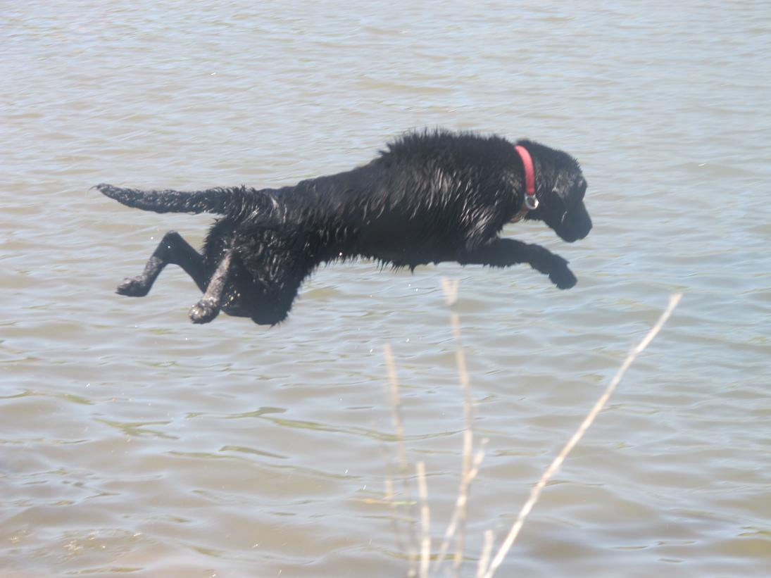 Duckpup's Poppy's Black Raven | Black Labrador Retriver