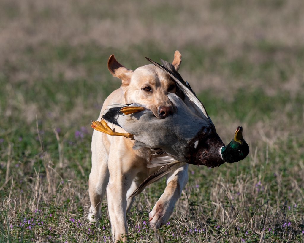 Catch A Wave At Secret Ponds QA2 | Yellow Labrador Retriver