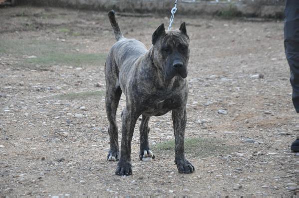 Taison de La Isla de Los Volcanes | Perro de Presa Canario 