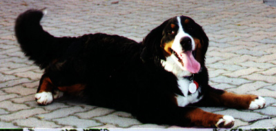 Jutta v. Nesselacker | Bernese Mountain Dog 