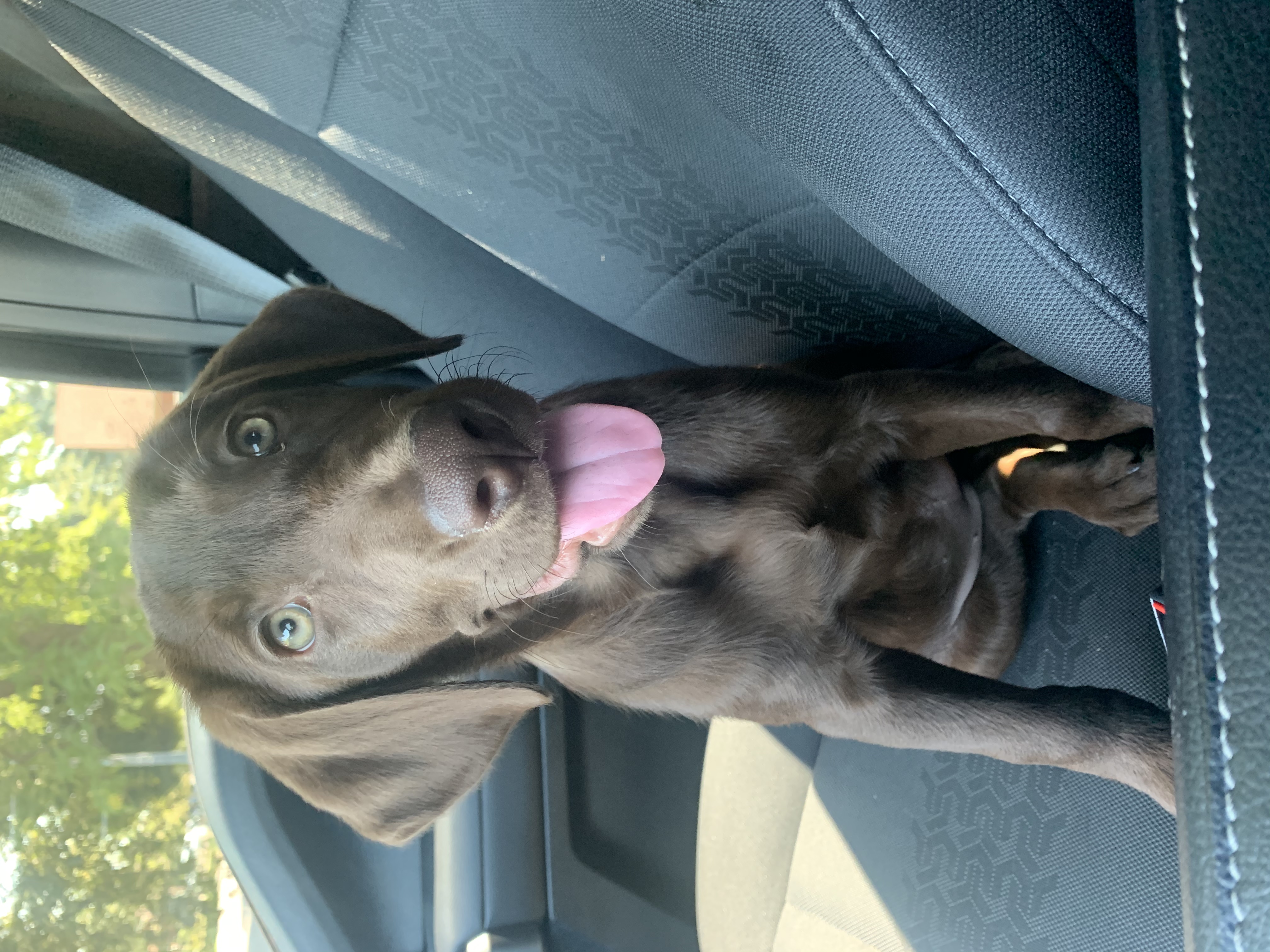 Sheetwater’s Bayou Queen | Chocolate Labrador Retriver