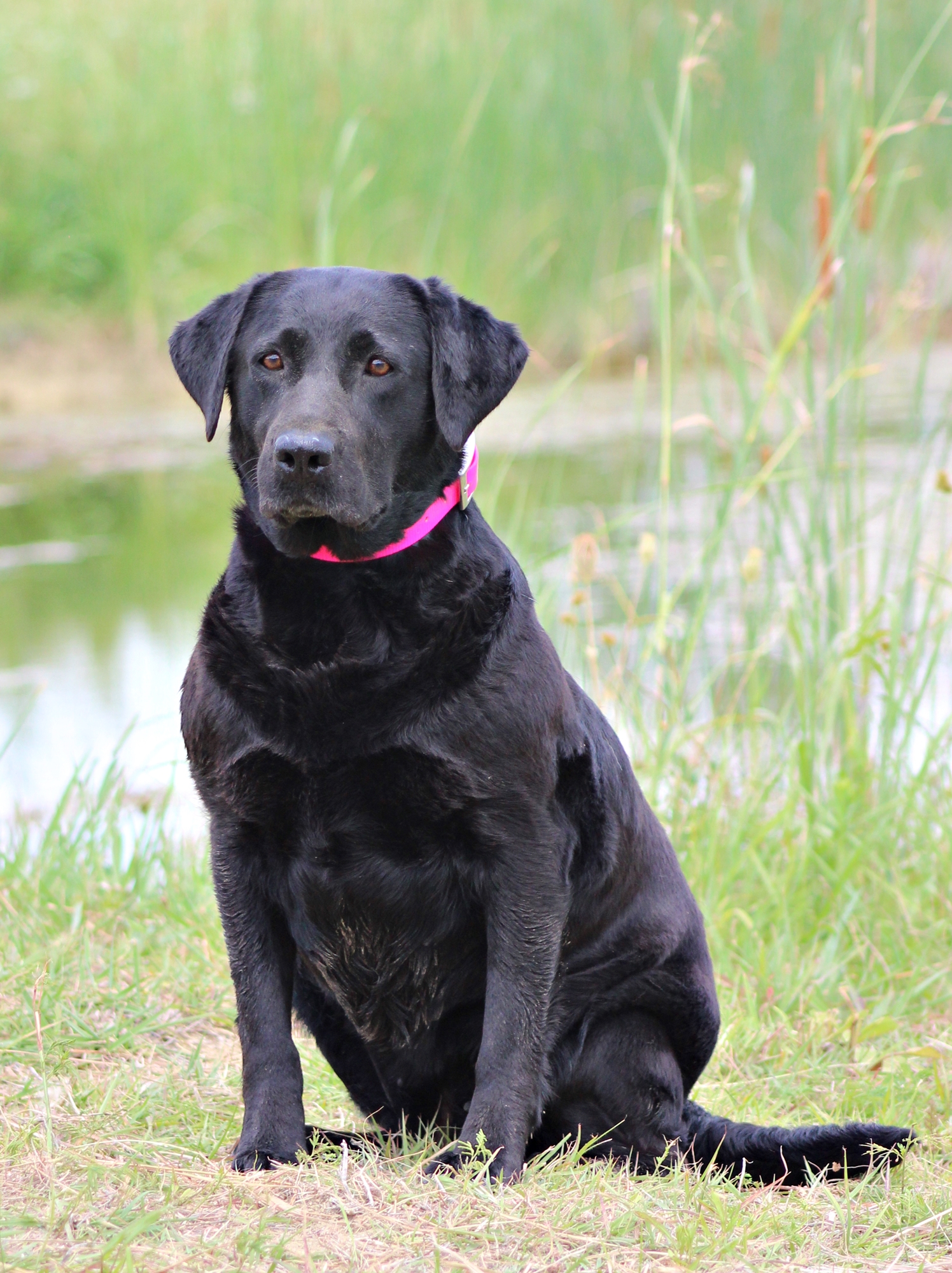 SHR Pine Prairie's Play It Again Lacy JH CGCA DN | Black Labrador Retriver