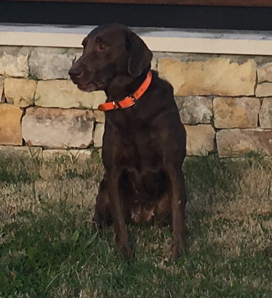 HRCH Thacker's Southern Grace MH | Chocolate Labrador Retriver