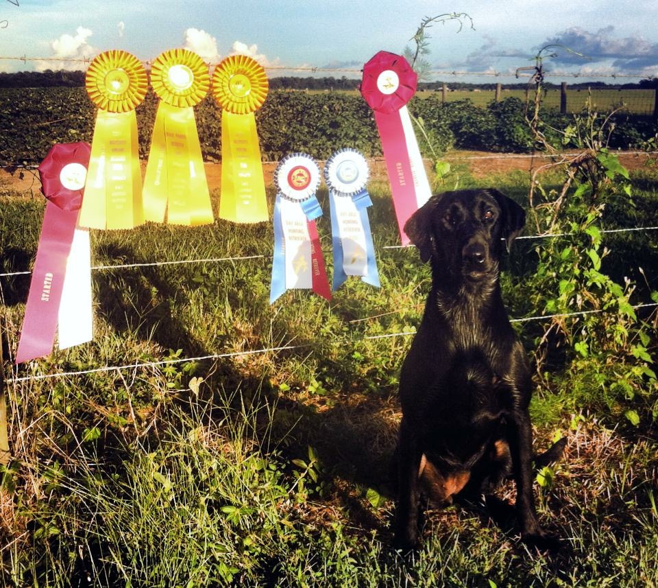 Reine Des Fleurs MH | Black Labrador Retriver