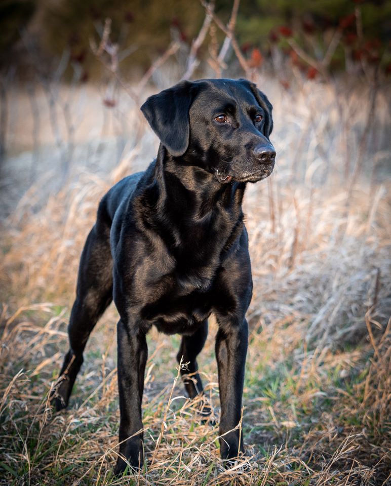 OTCH Bustin' Waters Double Take ** UDX3 OM6 BN GN GO OA NAJ | Black Labrador Retriver