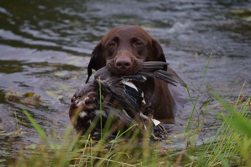 SHR Brownwaterdogs Rascalion JH | Chocolate Labrador Retriver