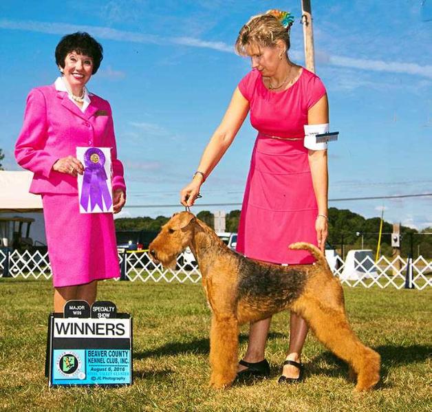 Joval On Wings of Faith | Airedale Terrier 