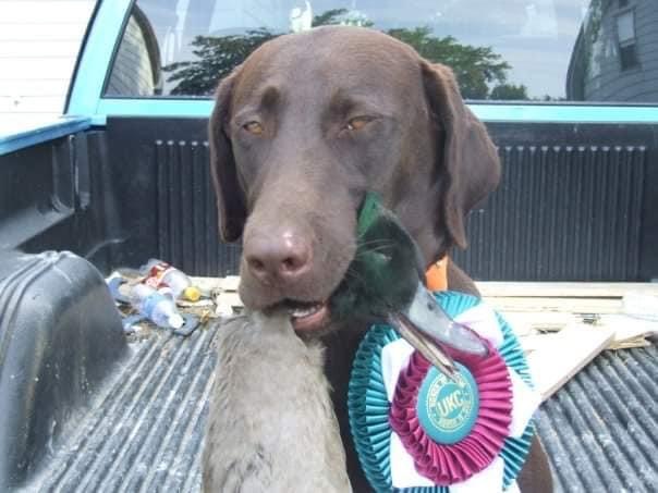 John's Izabel Renae Dell | Chocolate Labrador Retriver