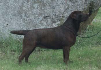 RUS LT BY MKD BGR  BALCAN CH Mallorn's Sienna | Chocolate Labrador Retriver